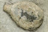 Cystoid (Holocystites) Fossil - Indiana #190995-1